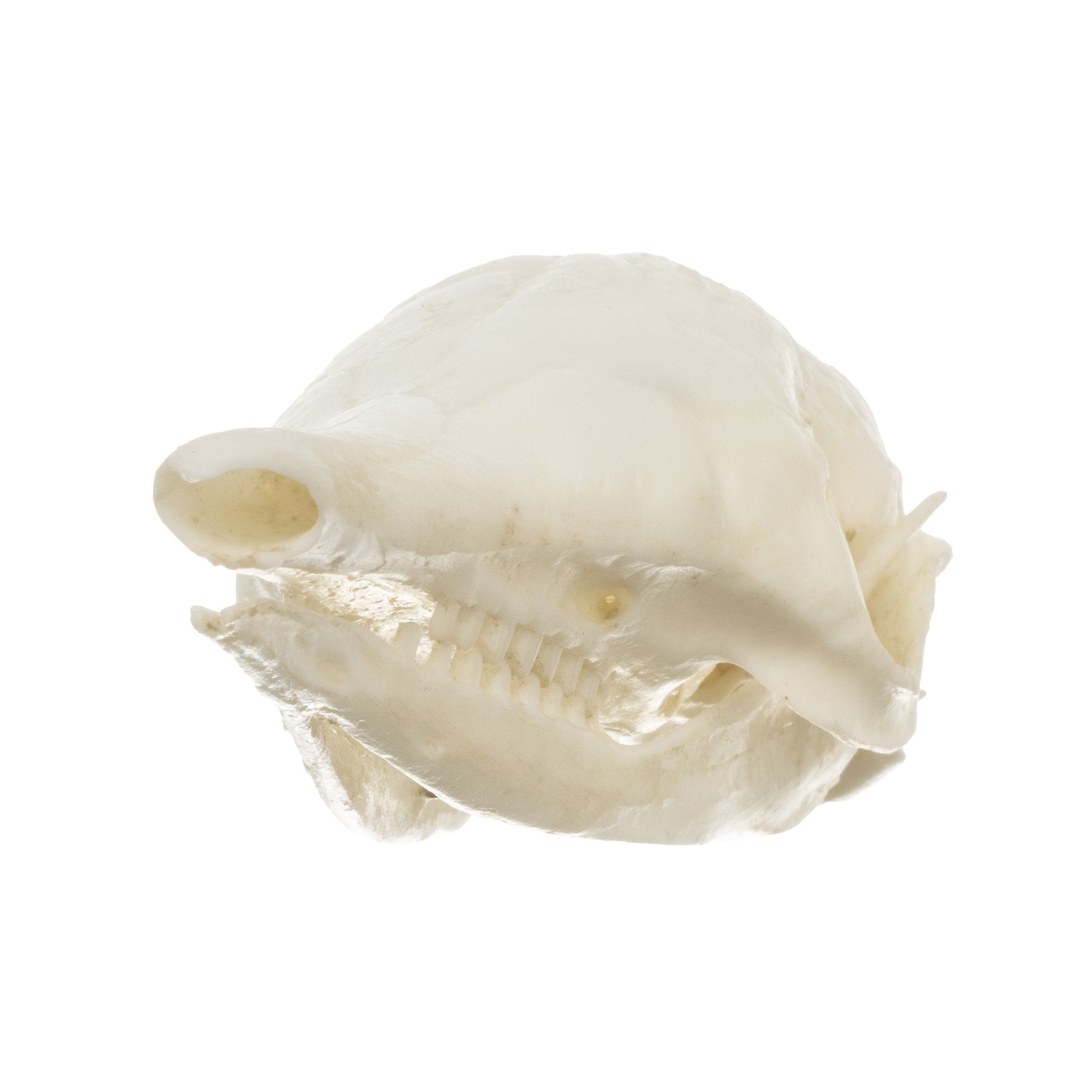 Authentic Replica Nine-Banded Armadillo Skull - Lifelike Animal Skull Model for Home Decor, Educational Display, and Halloween Props