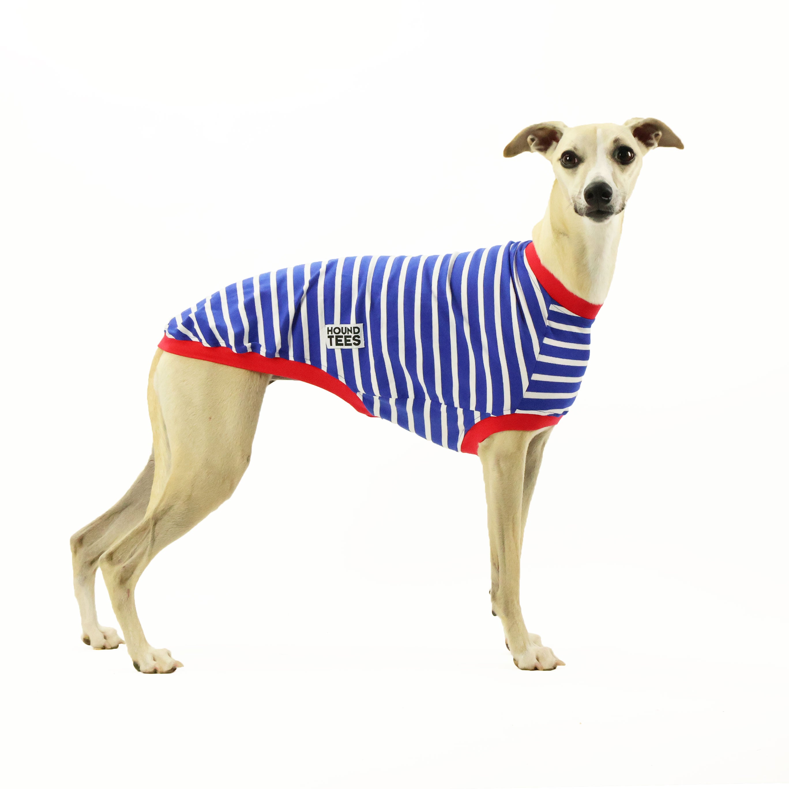Blue Breton Whippet Sleeveless Hound T-Shirt - Comfortable Dog Lover Apparel for Casual Wear & Outdoor Activities