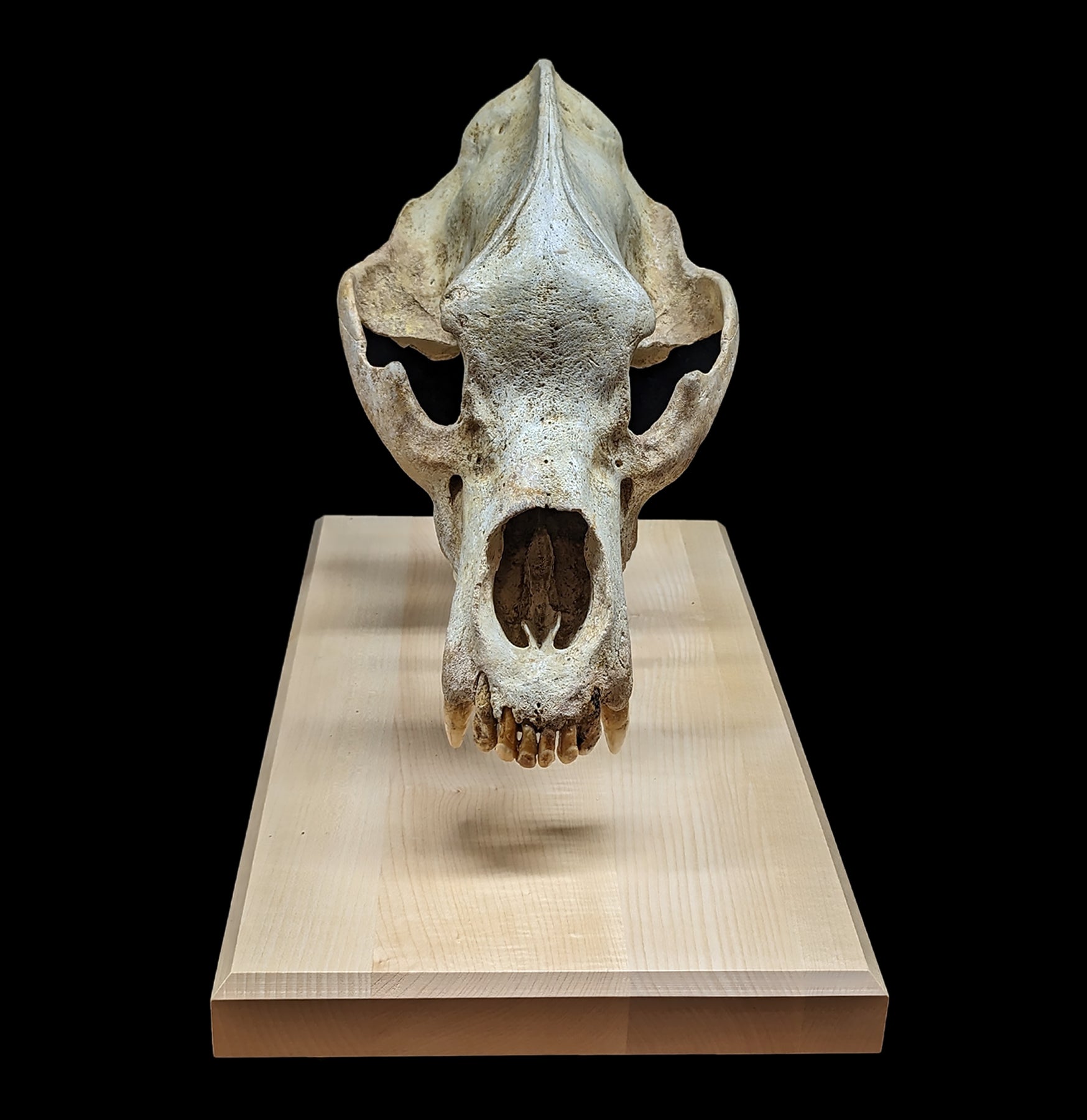 Authentic Cave Bear Skull Replica with Display Stand - Perfect for Home Decor, Educational Display, and Paleontology Enthusiasts