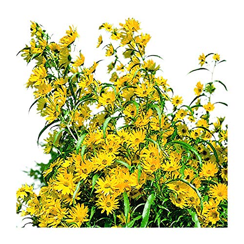 Prairie