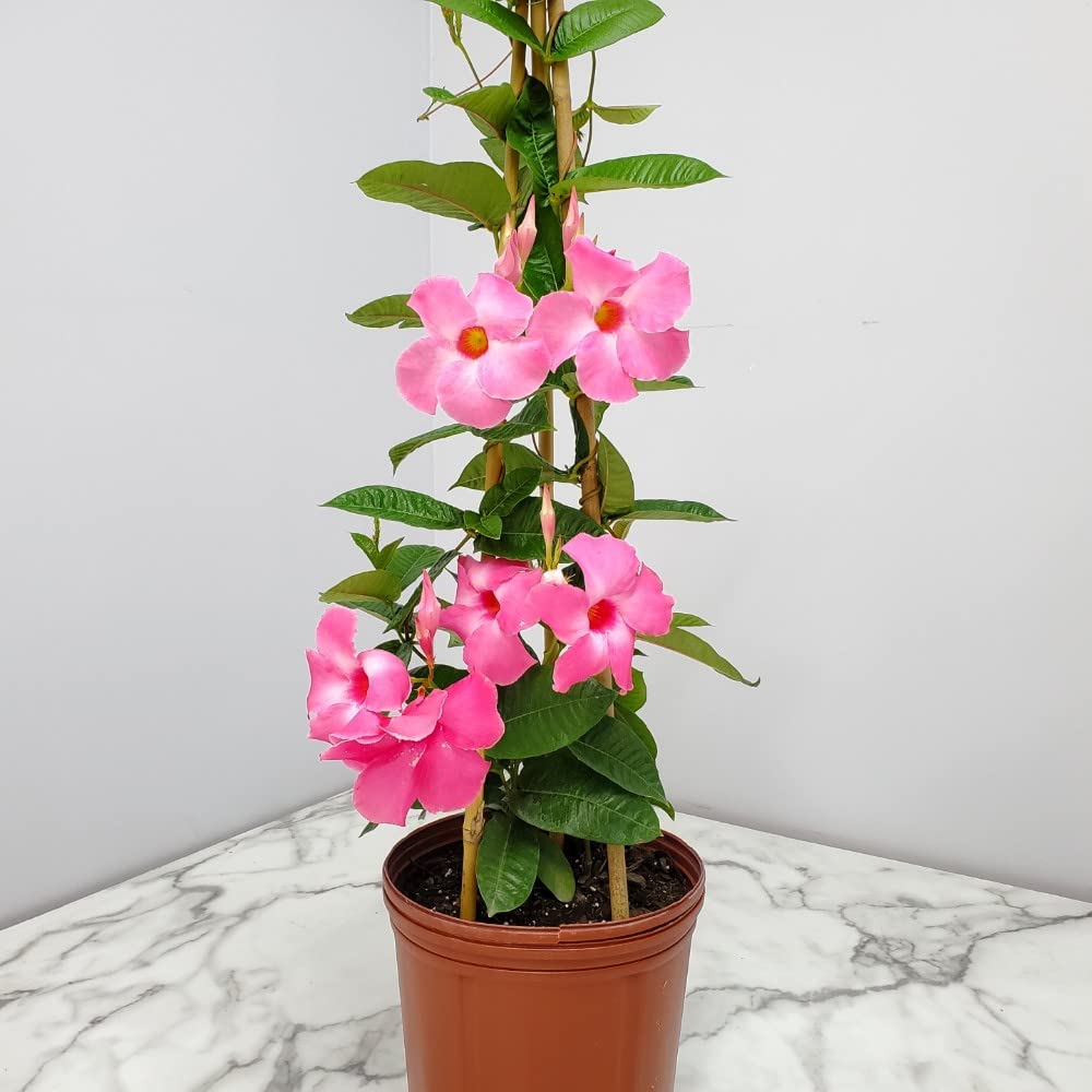 Pink Giant Mandevilla Vine Plants - 36