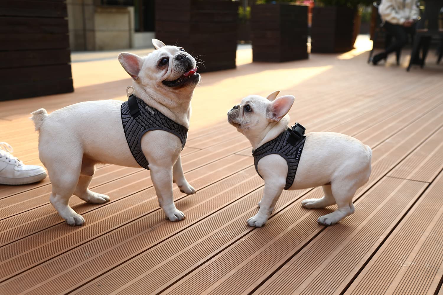 PETKIT Air Fly Dog Harness XS - Lightweight & Breathable No-Pull Vest for Small Dogs - Perfect for Walking, Hiking & Outdoor Adventures