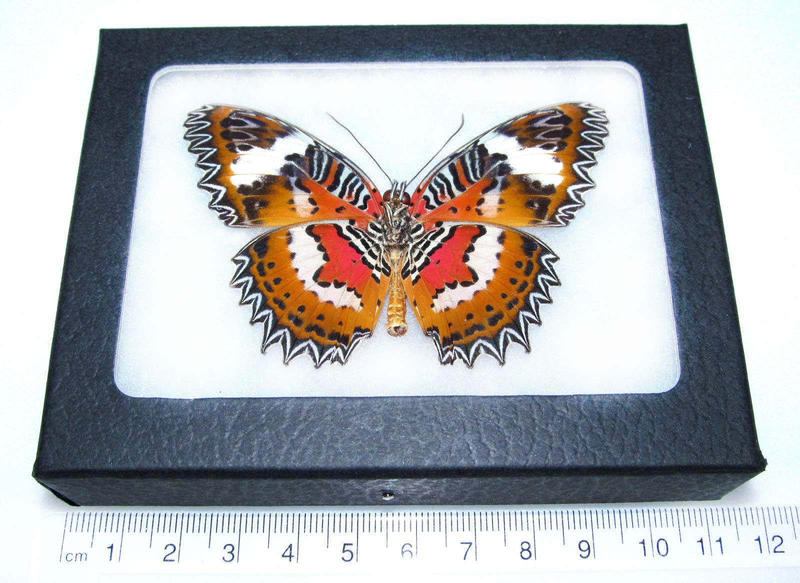 Real Framed Cethosia Hypsea Butterfly - Red Indonesia Species - Perfect for Home Decor, Nature Lovers & Entomology Collections