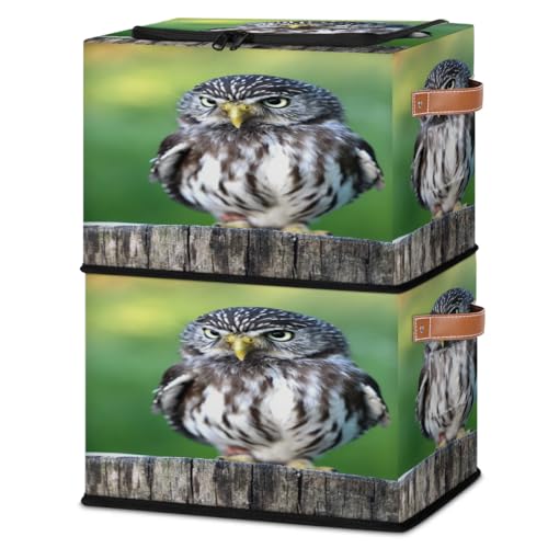 Wilderness Bird Owl