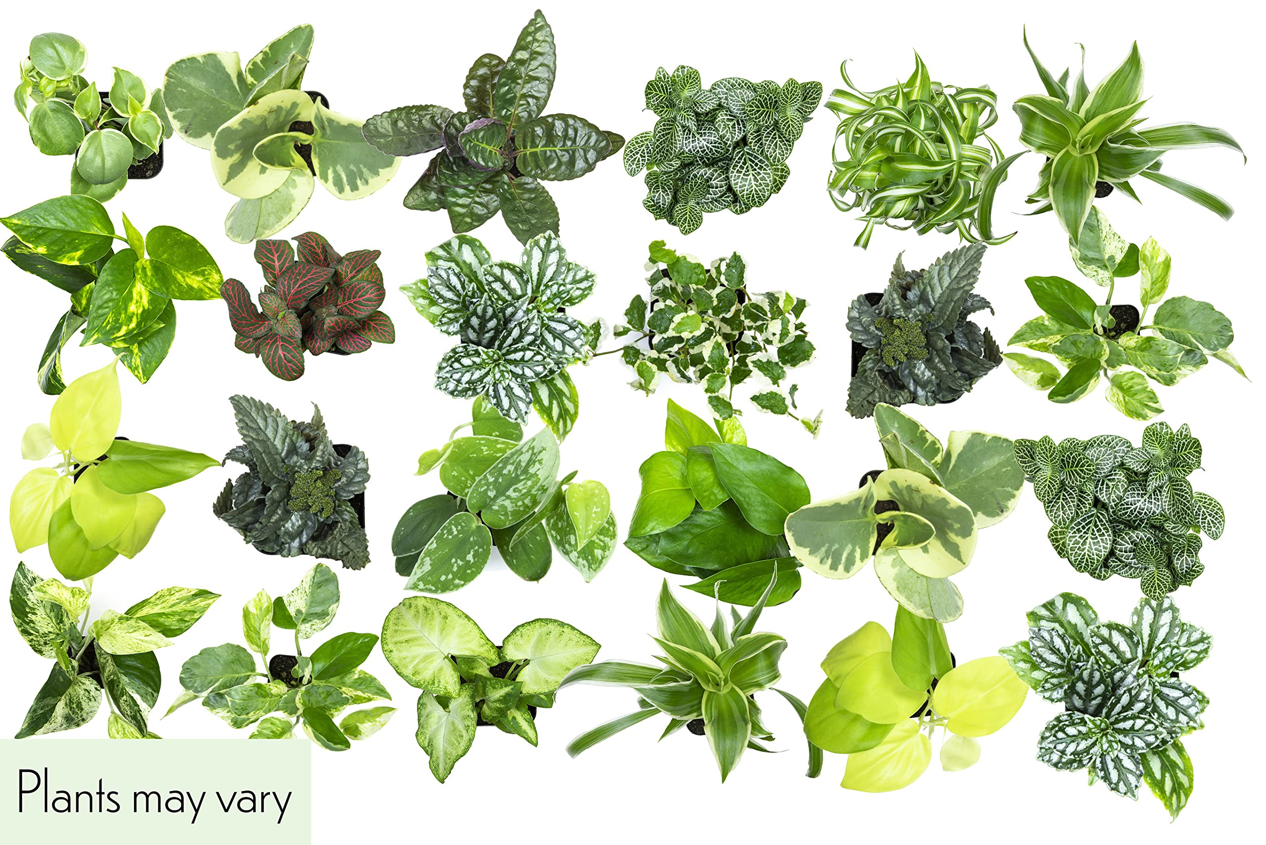 48 Pack Easy to Grow Live Houseplants in Planters - Indoor Plants Collection with Potting Soil Mix, Home Decor Planting Kit for Living Room, Office, or Outdoor Garden Gifts by Plants for Pets