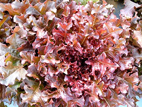 Red Leaf Lettuce Seeds (200 Count) - Vibrant Color, Beautiful & Tasty Salad Greens for Home Garden & Fresh Salads