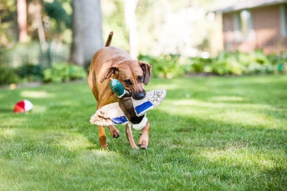 Fluff & Tuff Wally Mallard Dog Toy - Durable Plush Duck Chew Toy for Medium & Large Dogs - Perfect for Fetch, Tug of War & Cuddling
