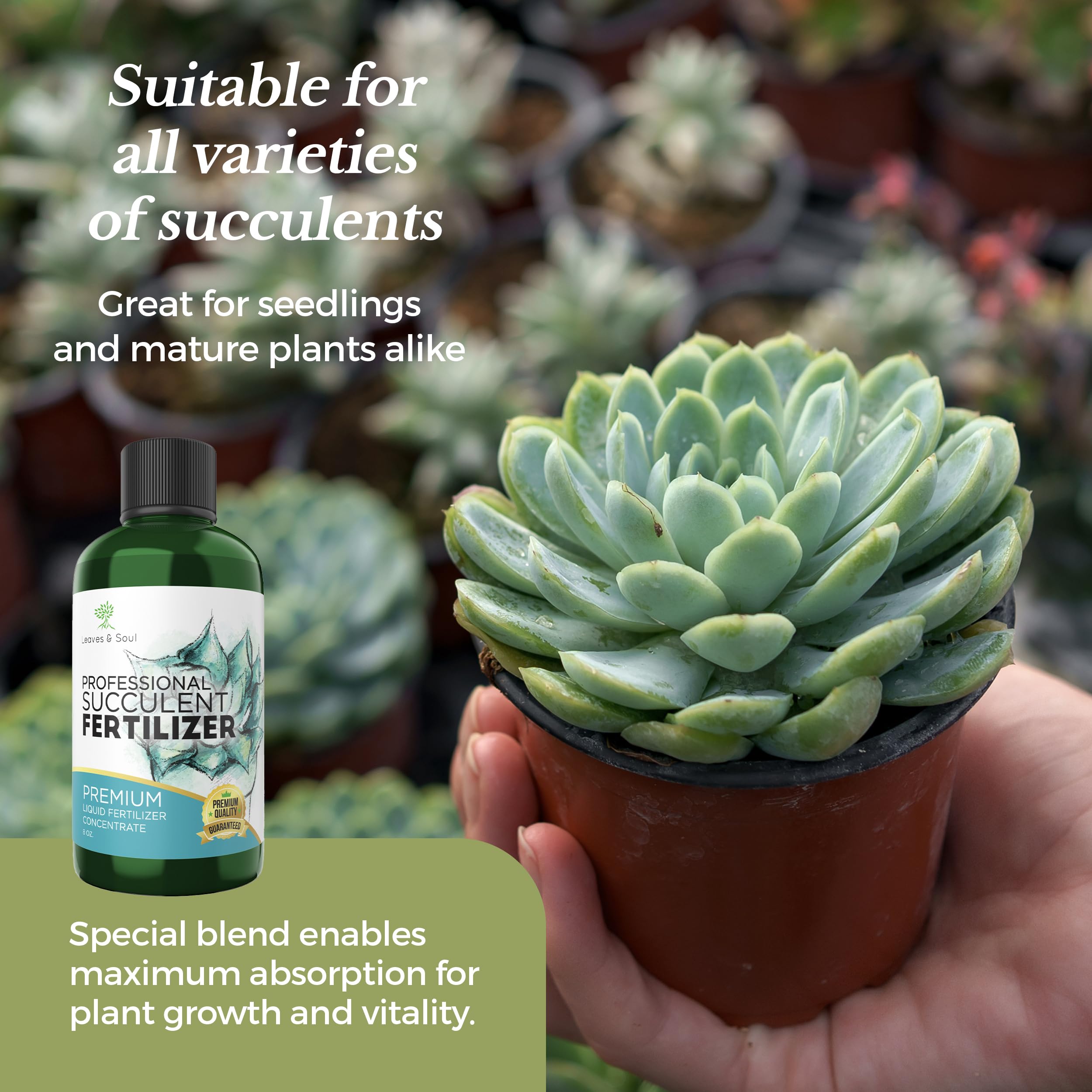 Premium Liquid Succulent Plant Food - 3-1-2 NPK Concentrated Fertilizer for Succulents, Cacti & Flowers | All-Purpose Nutrient Solution for Indoor & Outdoor Gardening | 8oz Bottle | Perfect for Home Decor, Office Plants & Garden Care