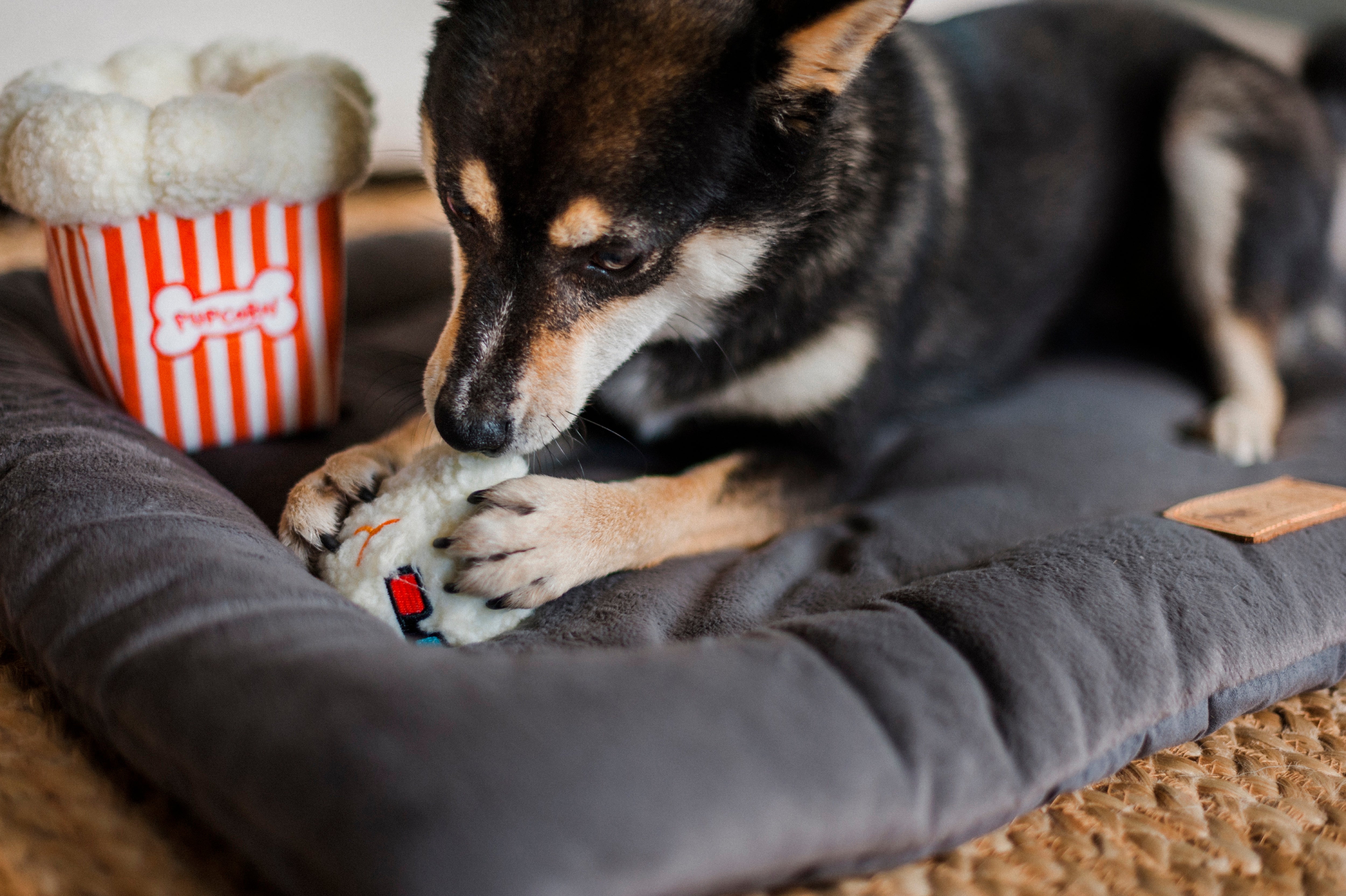 Hollywoof™ Las Palomitas Plush Dog Toy - Soft & Durable Chew Toy for Small & Large Dogs | Perfect for Playtime, Training & Cuddling | Pet P.L.A.Y.