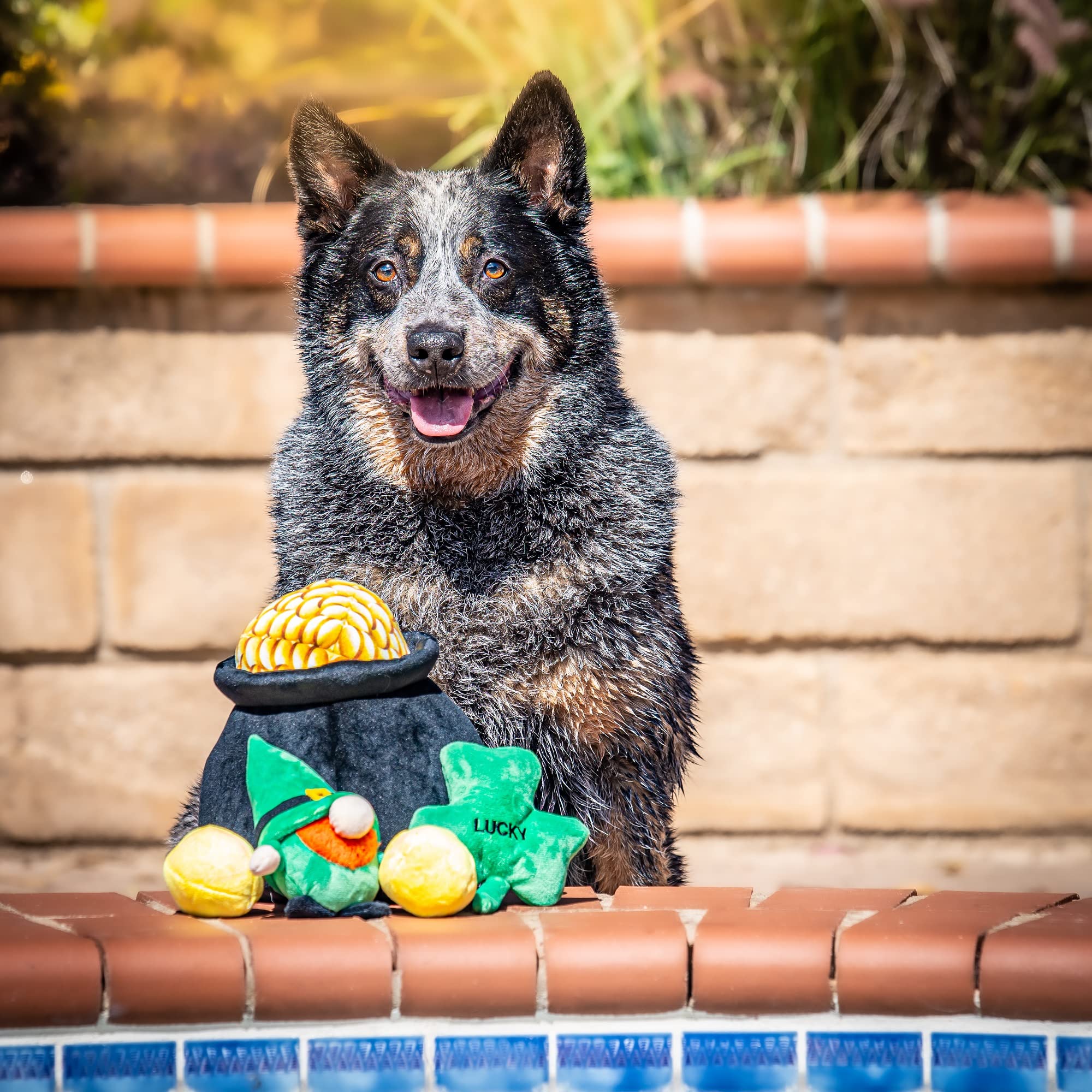 Midlee Hide-A-Toy Pot of Gold St. Patrick's Day Interactive Dog Toy - Fun Puzzle Game for Dogs with Treat Dispenser - Perfect for Training, Playtime & Irish Themed Pet Parties