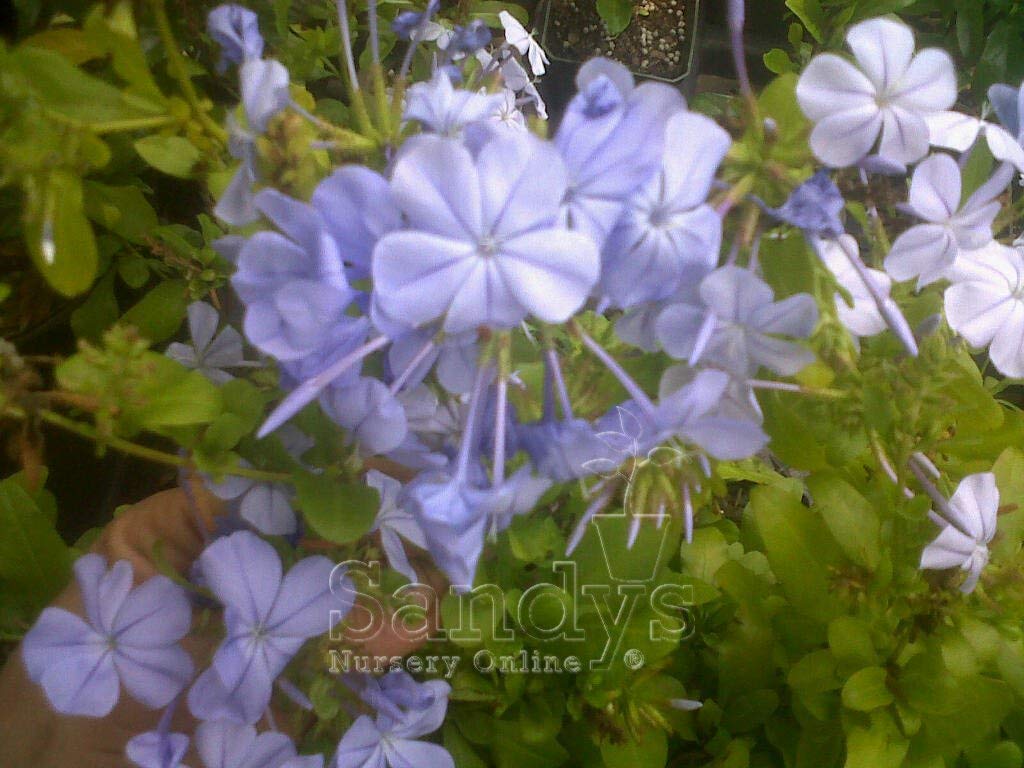 Plumbago Auriculata Perennial Shrub - Imperial Blue Flowering Plant in 1 Gallon Pot | Drought-Tolerant Landscape & Container Gardening