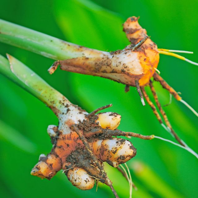 Organic CO2 Extracted Turmeric Essential Oil (Curcuma Longa) - Pure Aromatherapy Oil for Relaxation, Skin Care & DIY Beauty Products