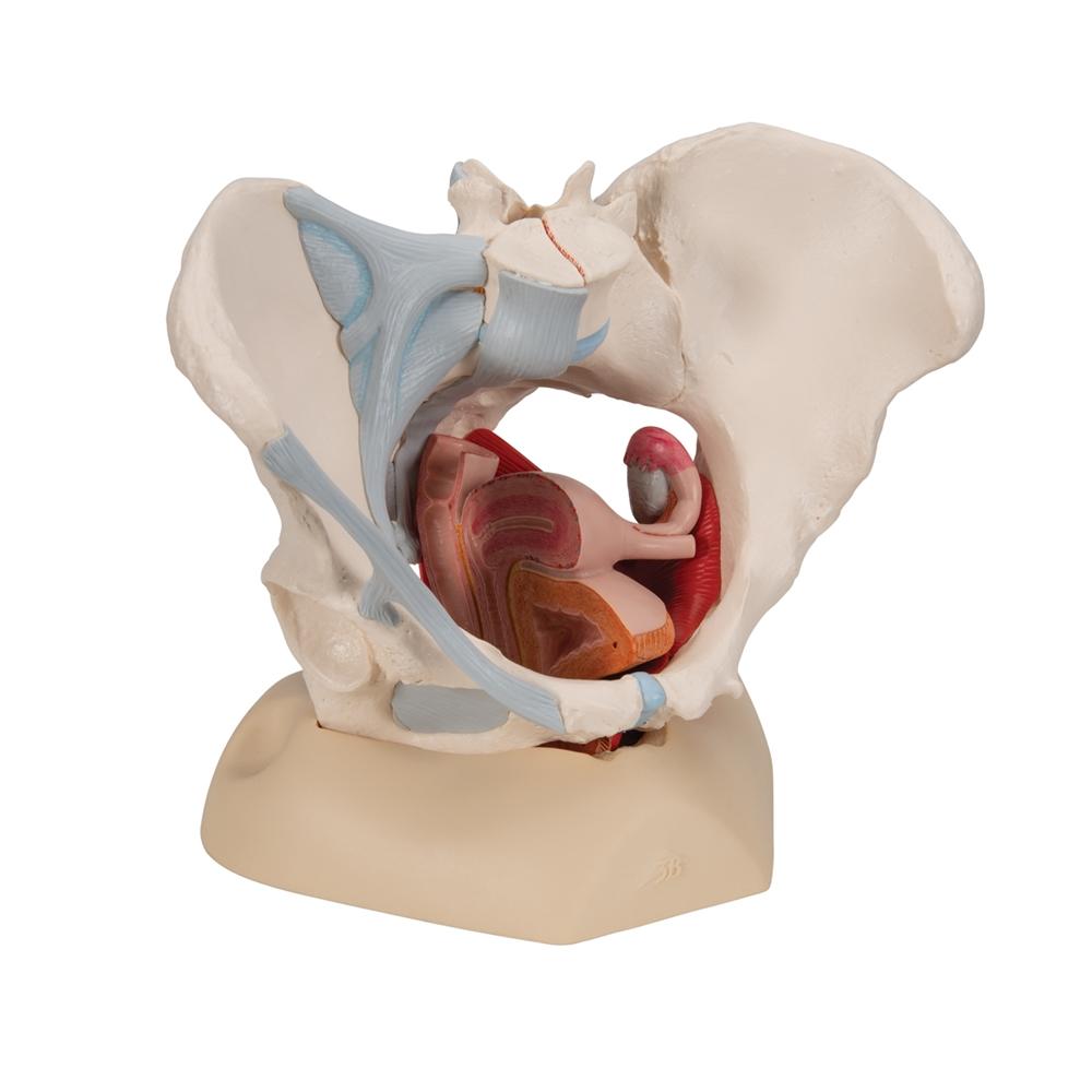 Female Pelvis Model with Ligaments, Muscles & Organs - Anatomical Study Tool for Medical Students, Doctors & Physical Therapists