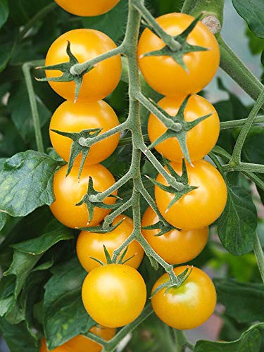 Organic Golden Cherry Tomato Seeds - Non-GMO, Heirloom, Indeterminate Variety for Home Gardening | Perfect for Containers, Greenhouses & Backyard Vegetable Gardens