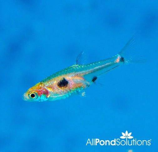 Spotted Dwarf Rasbora (Boraras Maculatus) - Live Freshwater Aquarium Fish for Nano Tanks & Community Aquariums | Perfect for Planted Tanks & Small Fish Species