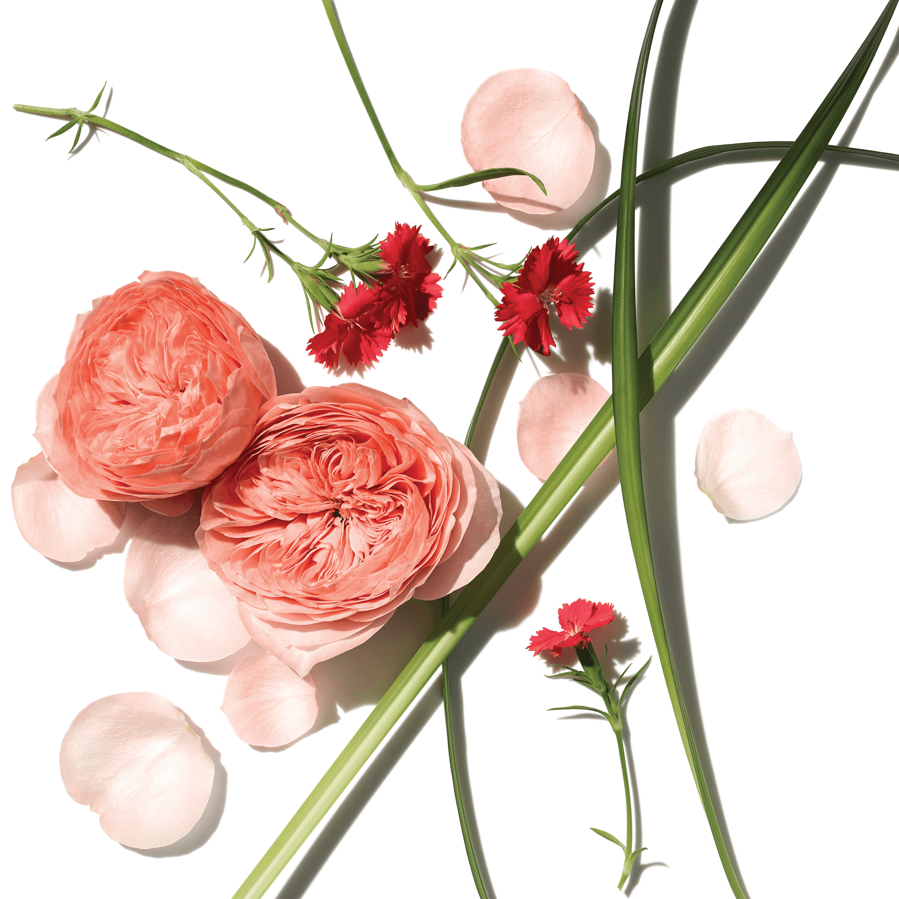 Luxury Travel Rose Body Cream - Hydrating & Nourishing for Dry Skin - Perfect for On-the-Go Moisturizing & Self-Care