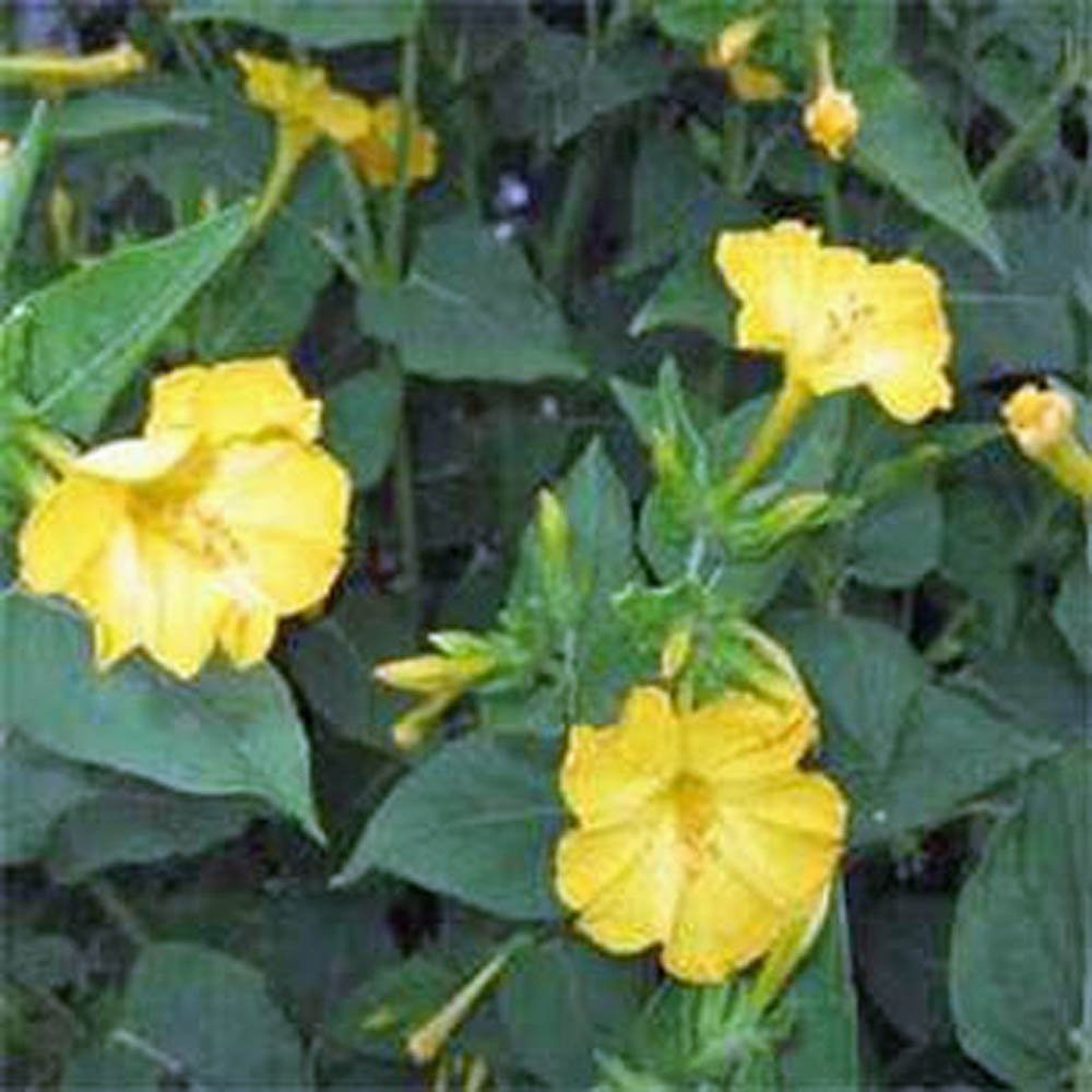 Four O'clock Golden Flower Seeds - 25+ Vivid Golden/Yellow Blooms for Garden Planting | Perfect for Borders, Containers & Butterfly Gardens