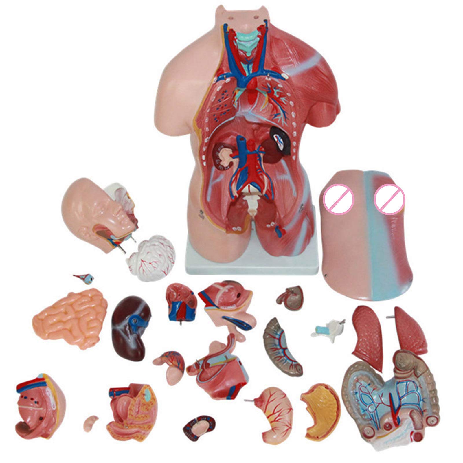 4D Human Body Organs Model - Anatomical Assembly Kit for Biology Teaching, Medical Education & School Display | Perfect for Classroom Learning, Homeschool Science & Doctor's Office Demonstration