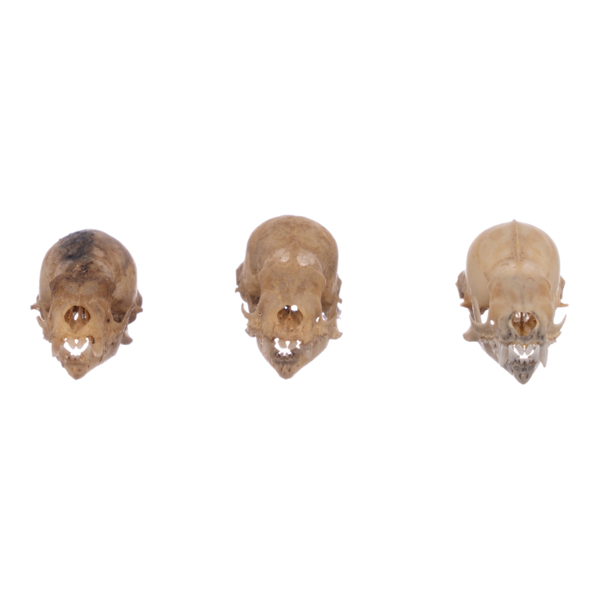 Authentic Seba's Short-Tailed Bat Skull Specimen - Real Bone Taxidermy for Science & Collectors | Perfect for Halloween Decor, Gothic Display & Biology Education
