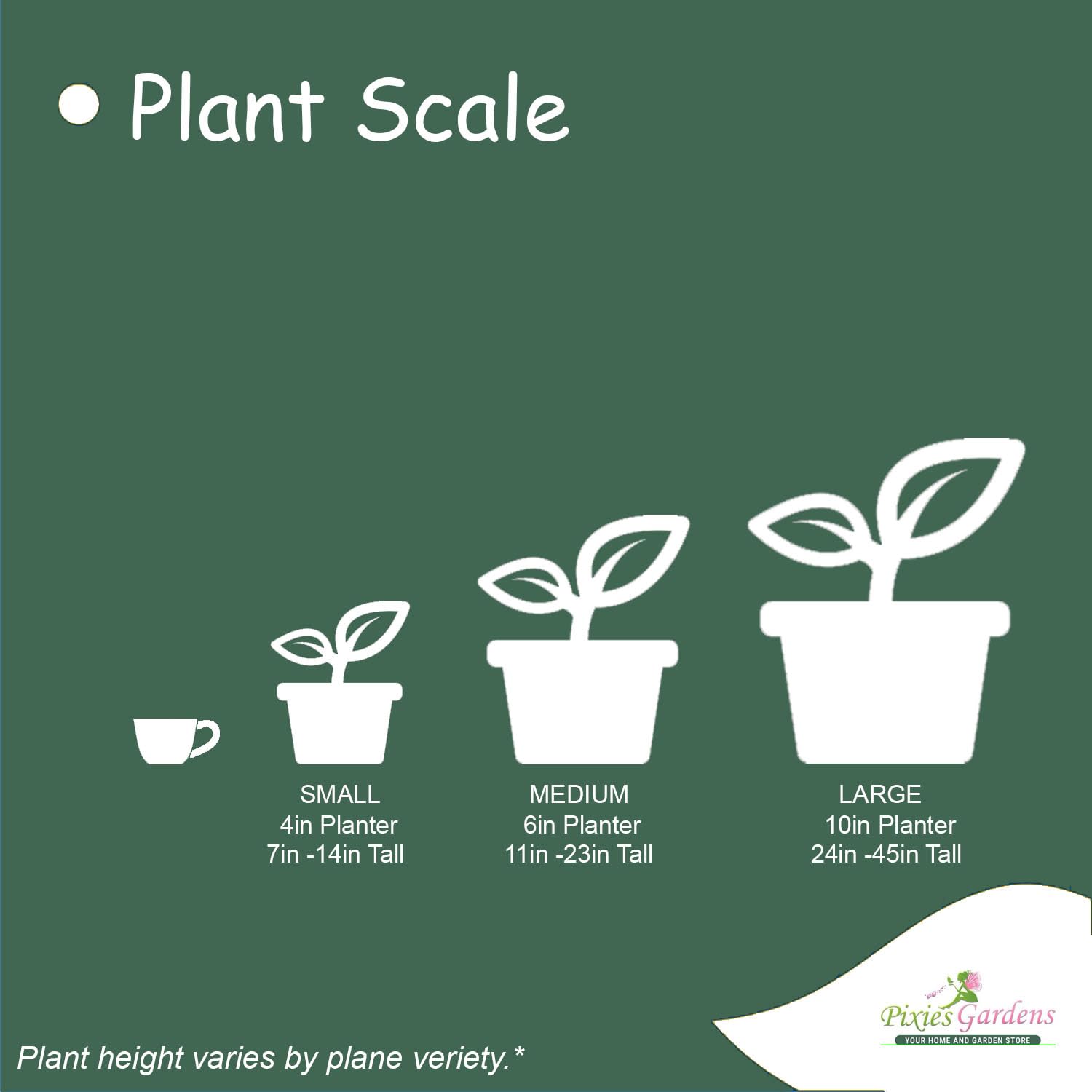 Dwarf Japanese Cedar (Globosa Nana) - Compact Evergreen Shrub Liner for Landscaping | Pixies Gardens | Perfect for Rock Gardens, Borders & Container Planting