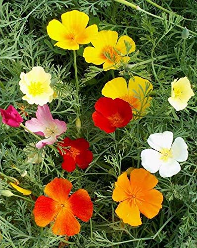 California Poppy Wildflower Seeds Mix - Eschscholzia Californica - 480 Premium Quality Seeds (1g) for Vibrant Home Garden, Landscaping & Pollinator-Friendly Flower Beds - ST21