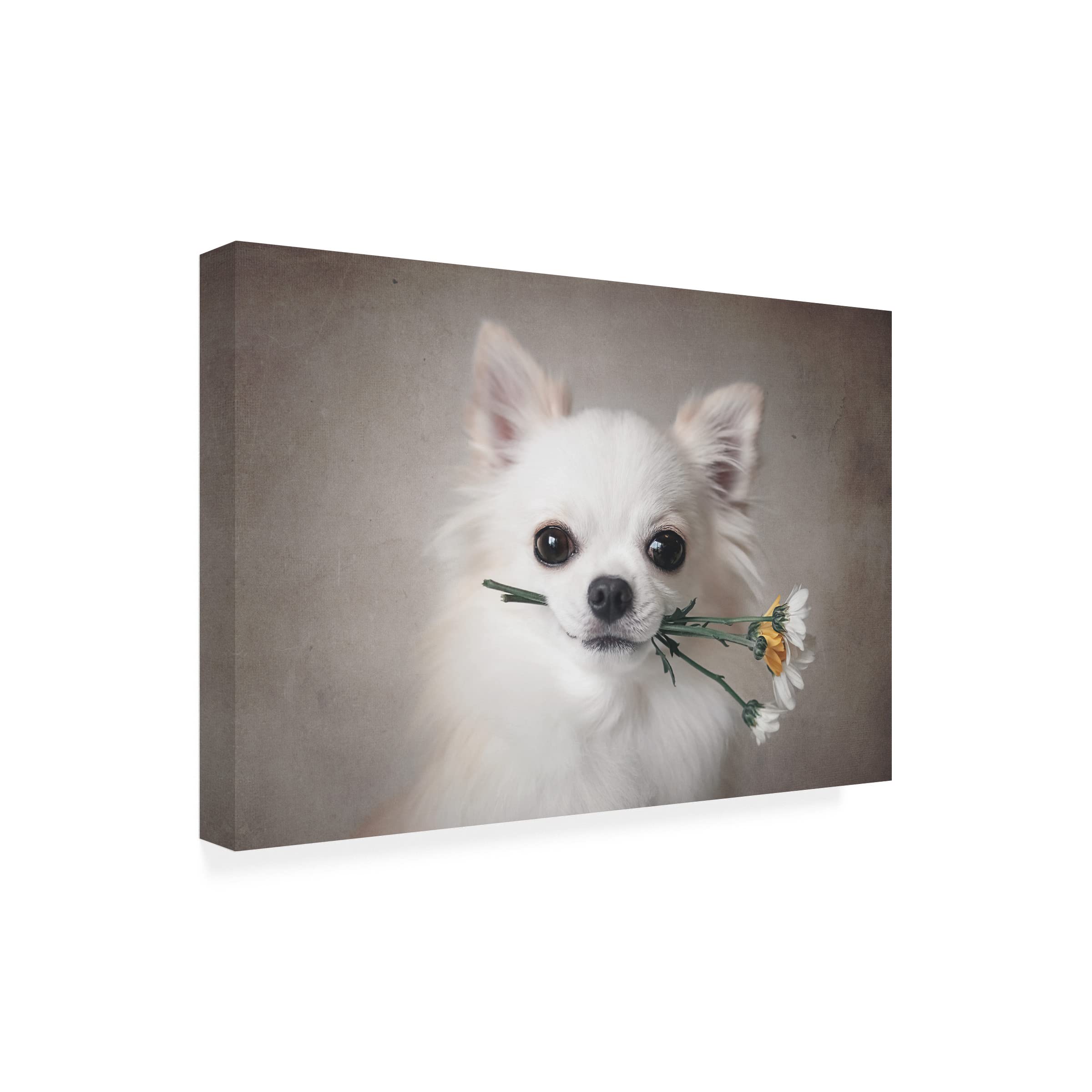 Trademark Fine Art 'Chihuahua With Flowers' Canvas Wall Art Print by Lienjp - Perfect for Living Room, Bedroom & Office Decor