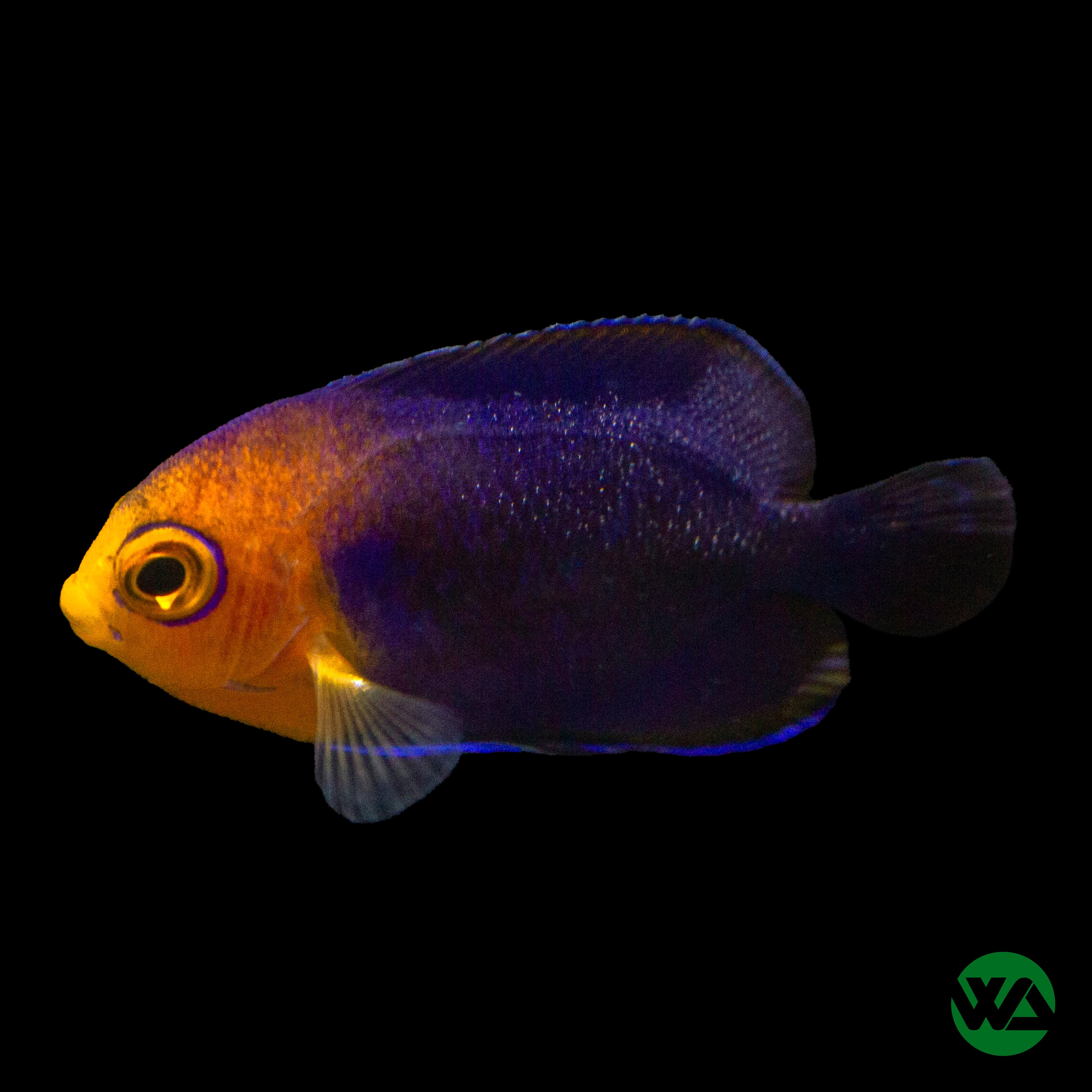 Pygmy Cherub Angelfish (Centropyge argi) - Saltwater Aquarium Fish for Reef Tanks & Marine Aquascaping