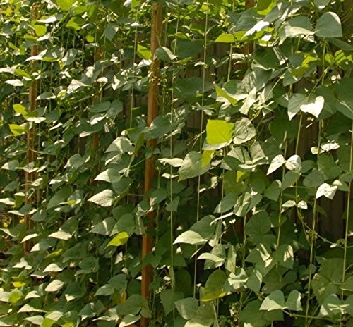 Organic Corona Sweet White Runner Beans (50 Seeds) - Heirloom Italian Bean Seeds for Planting, Soups & Salads | Non-GMO, Open-Pollinated | Perfect for Home Gardens & Italian Cuisine