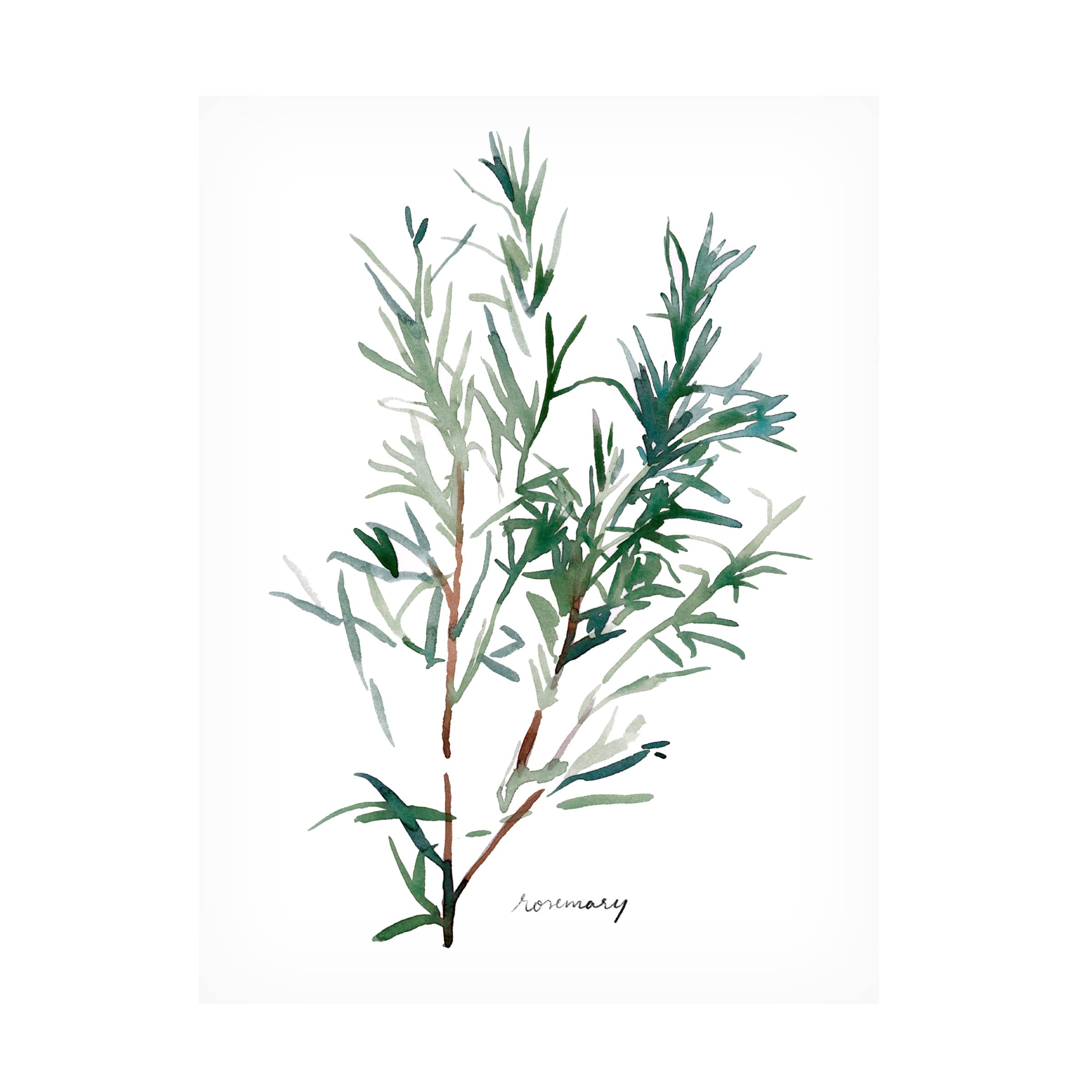 Emma Scarvey Herb Garden Sketches IV Canvas Art Print - Botanical Wall Decor for Living Room, Kitchen & Office - Trademark Fine Art Collection