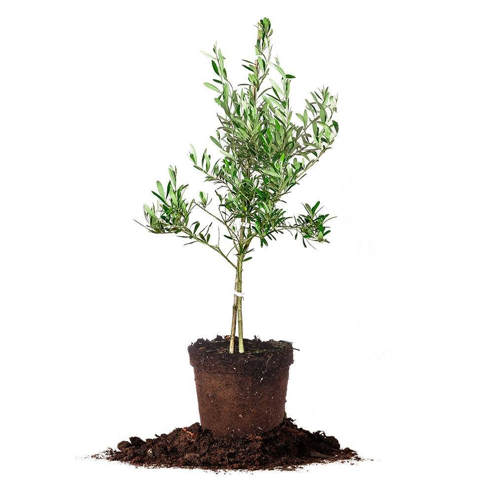 Organic Arbequina Olive Tree Live Plant - Includes Fertilizer & Planting Guide for Home Garden, Patio, or Indoor Growing