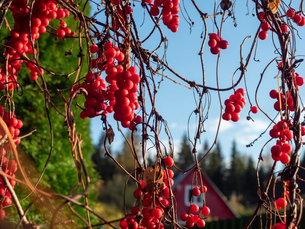 Premium Schisandra Chinensis Seeds (10 Pack) - Chinese Magnolia Vine, Five Flavor Berry - Grow Your Own Medicinal Herb Garden for Tea, Health Supplements & Natural Remedies