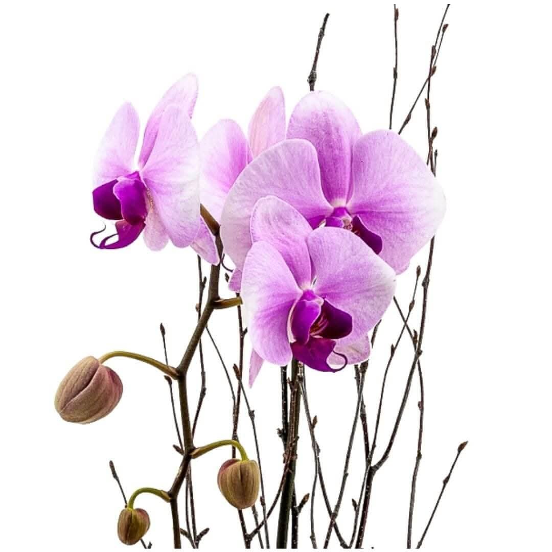Blushing Pink Orchid Plant - Live Indoor Flowering Houseplant for Home & Office Decor - Perfect for Gifts, Weddings, and Special Occasions