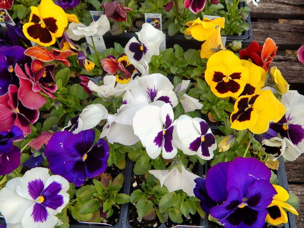 Viola Swiss Mix Pansy Seeds - Non-GMO Biennial Flowers for Outdoor Garden Planting & Cutting | Perfect for Flower Beds, Borders & Container Gardening
