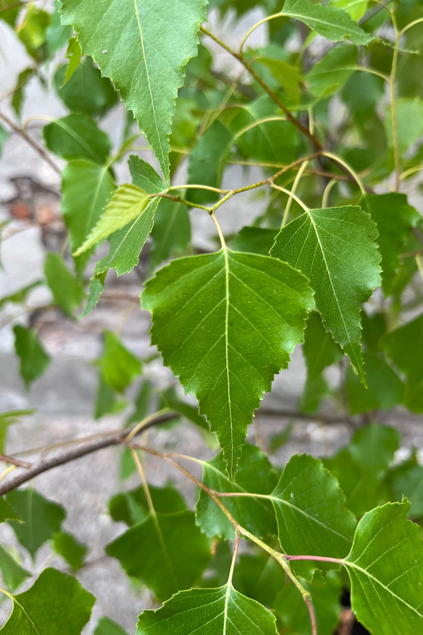 Whitespire Gray Birch Tree (Betula populifolia) - #10 Container Size - Perfect for Landscaping, Shade Gardens & Urban Planting