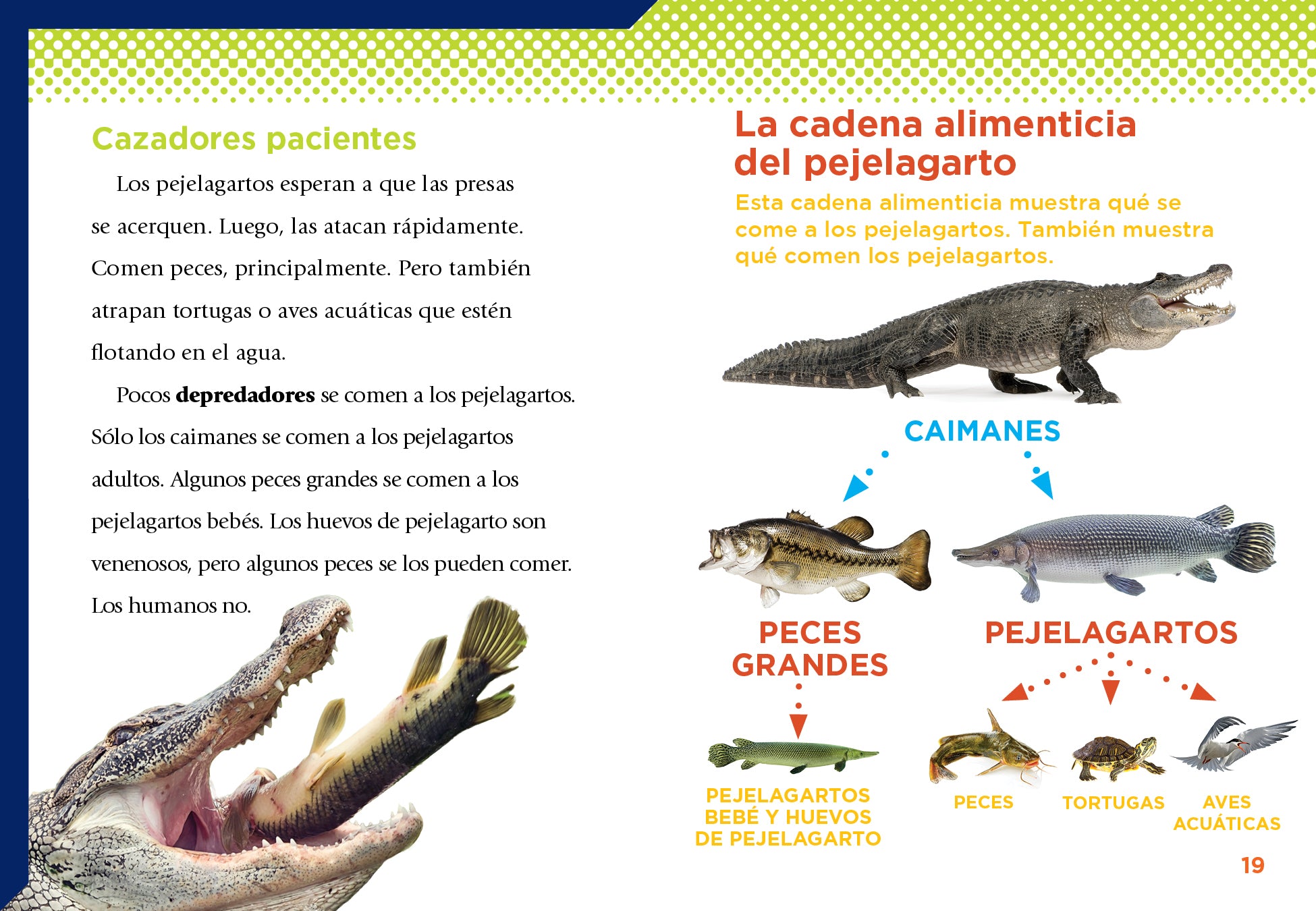 El Pejelagarto Book - 9781644666456 - Perfect for Fishing Enthusiasts and Outdoor Adventure Lovers