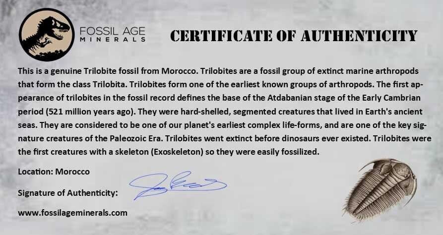 2 Authentic Metacanthina Issoumourensis Trilobite Fossils - Devonian Era 400 Million Years Old with COA - Perfect for Paleontology Collections & Educational Displays