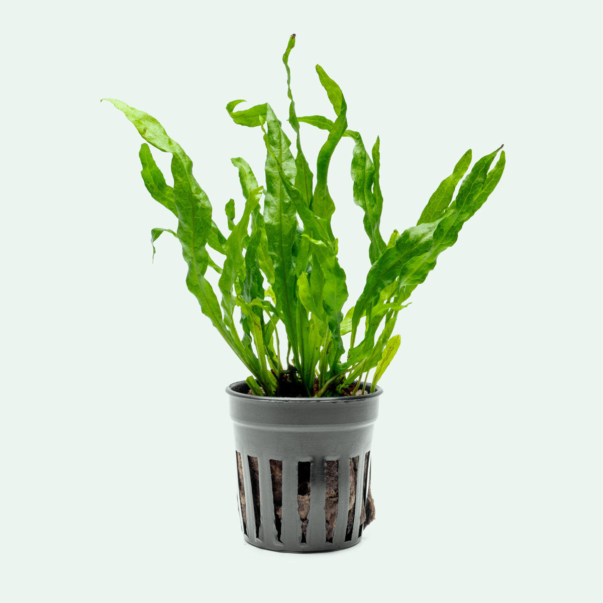 Microsorum Pteropus Flaming - Java Fern Aquatic Plant for Freshwater Aquariums | Perfect for Fish Tanks, Aquascaping & Low-Light Environments