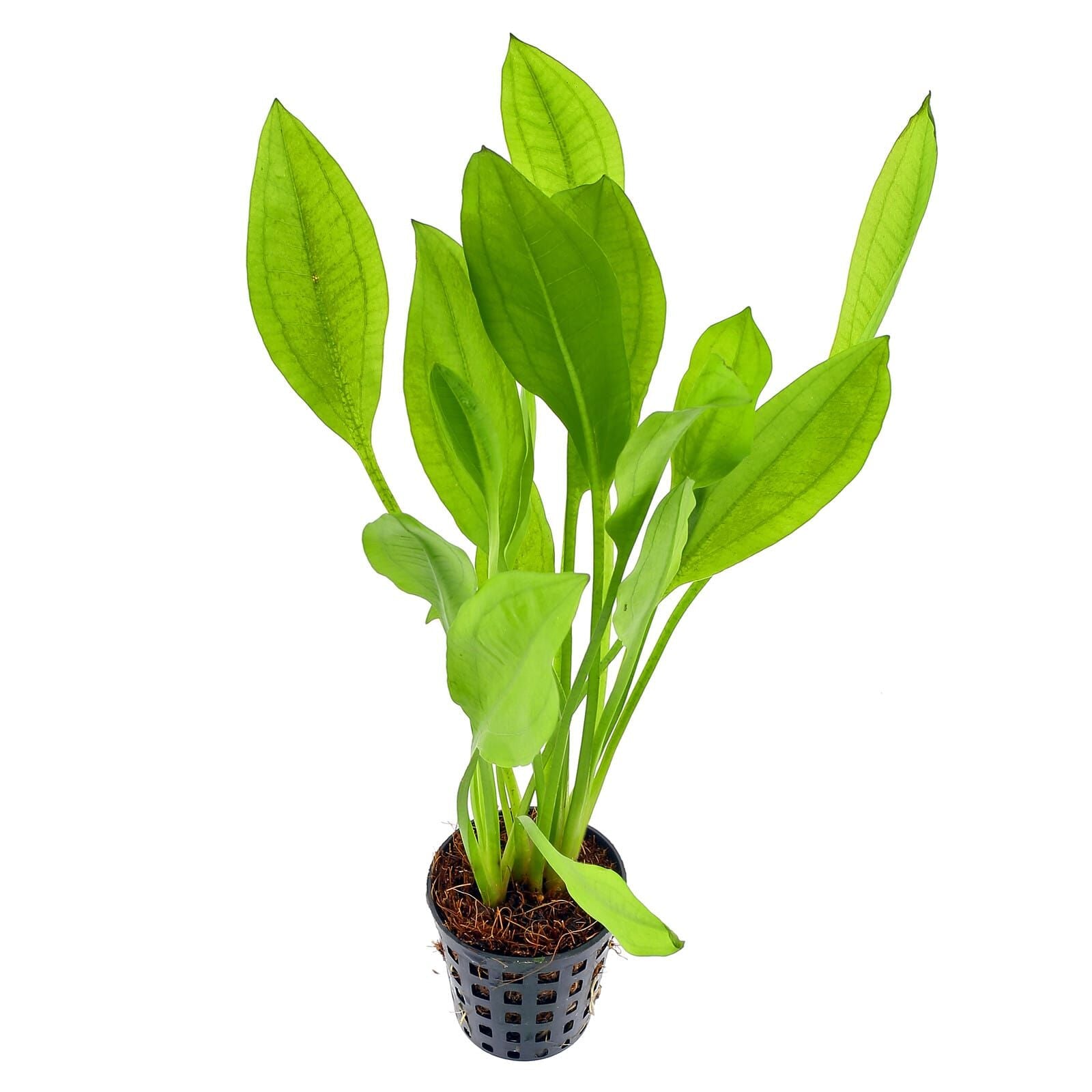TCulture Echinodorus Bleheri Live Aquarium Plant - Amazon Sword for Fish Tank, Freshwater Aquatic Plants for Aquascaping & Fish Habitat - Perfect for Home & Office Aquariums