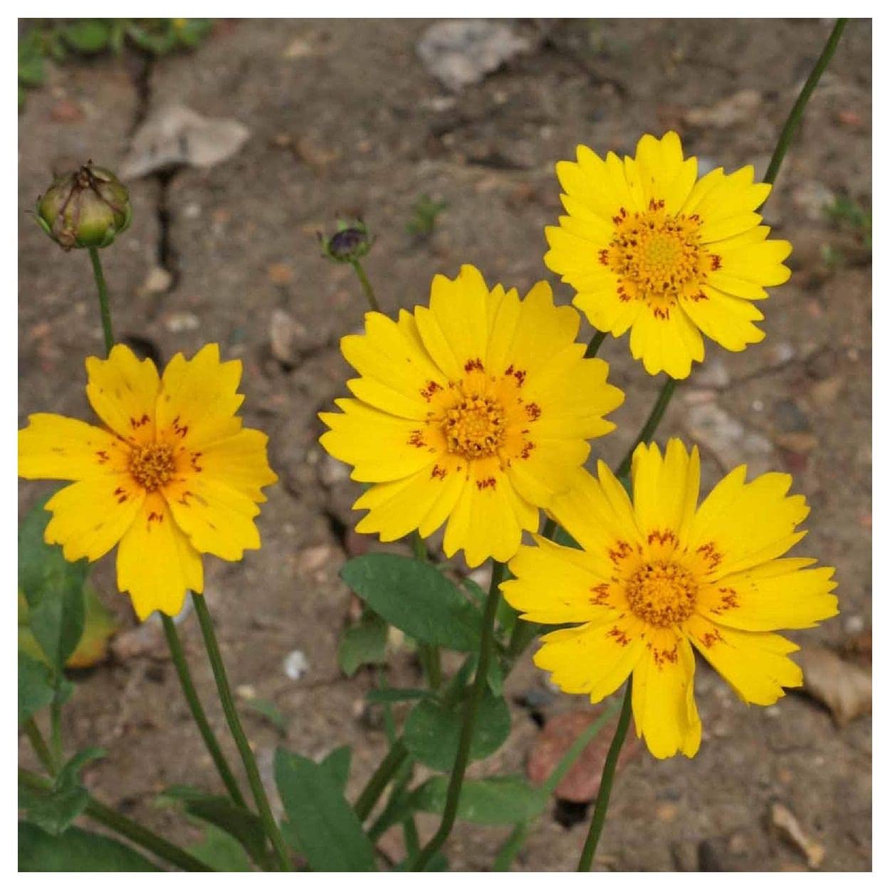 Everwilde Farms - 500 Picta Tickseed Native Wildflower Seeds - Gold Vault Jumbo Seed Packet for Pollinator Gardens & Landscaping