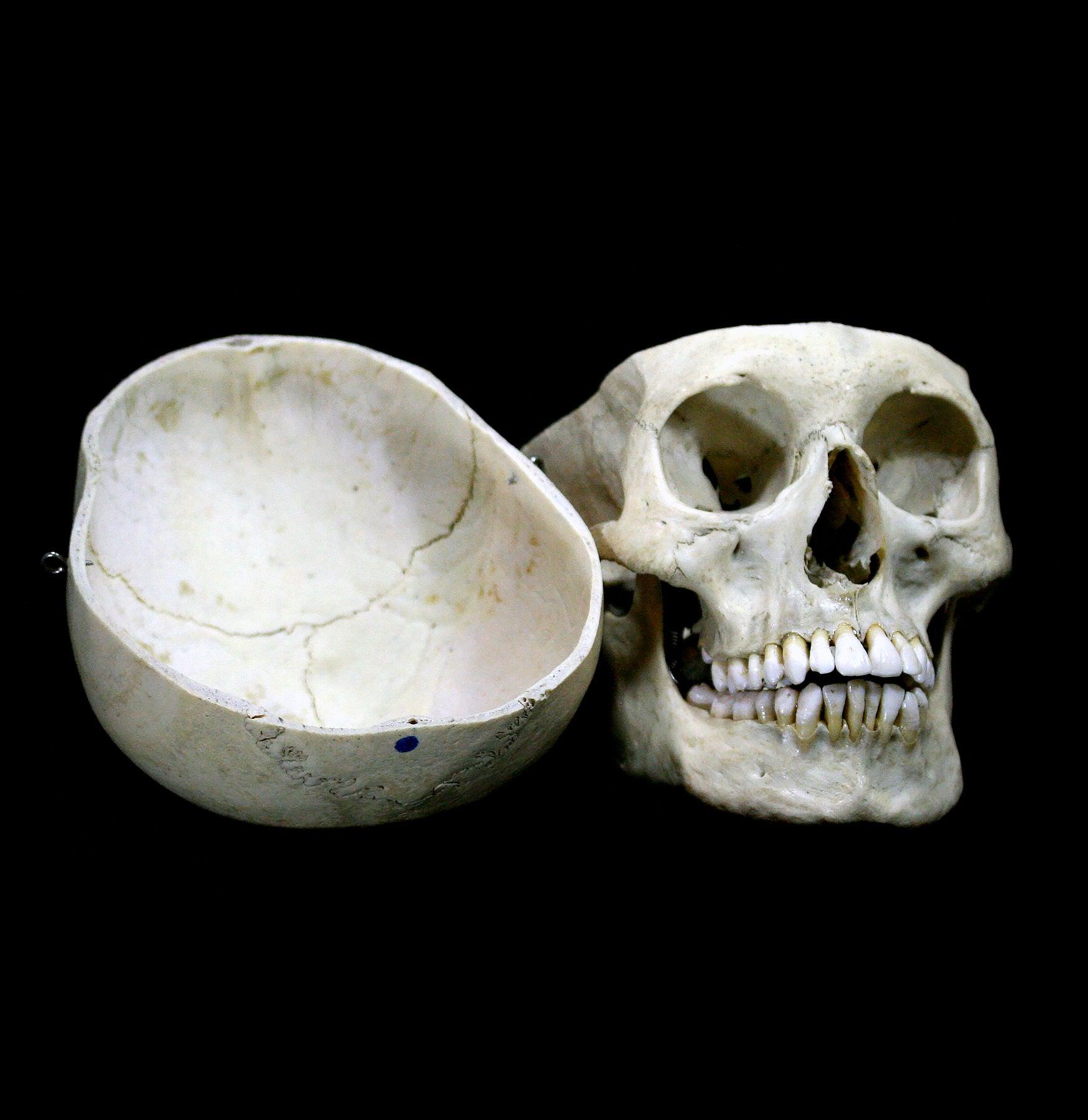 Realistic Male Human Skull Replica - Perfect for Halloween Decor, Medical Study & Anatomy Education - Durable & Lifelike Design for Home, Classroom & Office Display