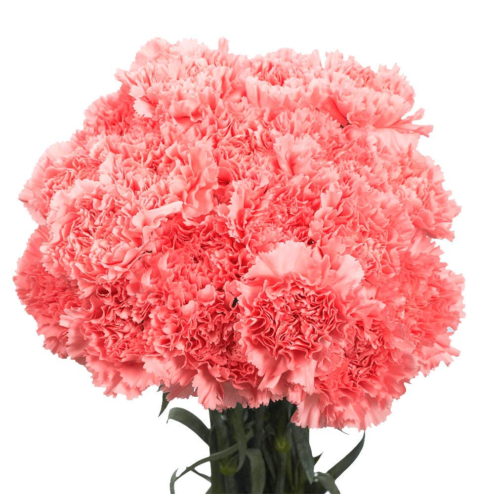 300 Long Stem Pink Carnations Fresh Cut Flowers - Bulk Wholesale for Wedding, Anniversary, Party Decorations & Floral Arrangements