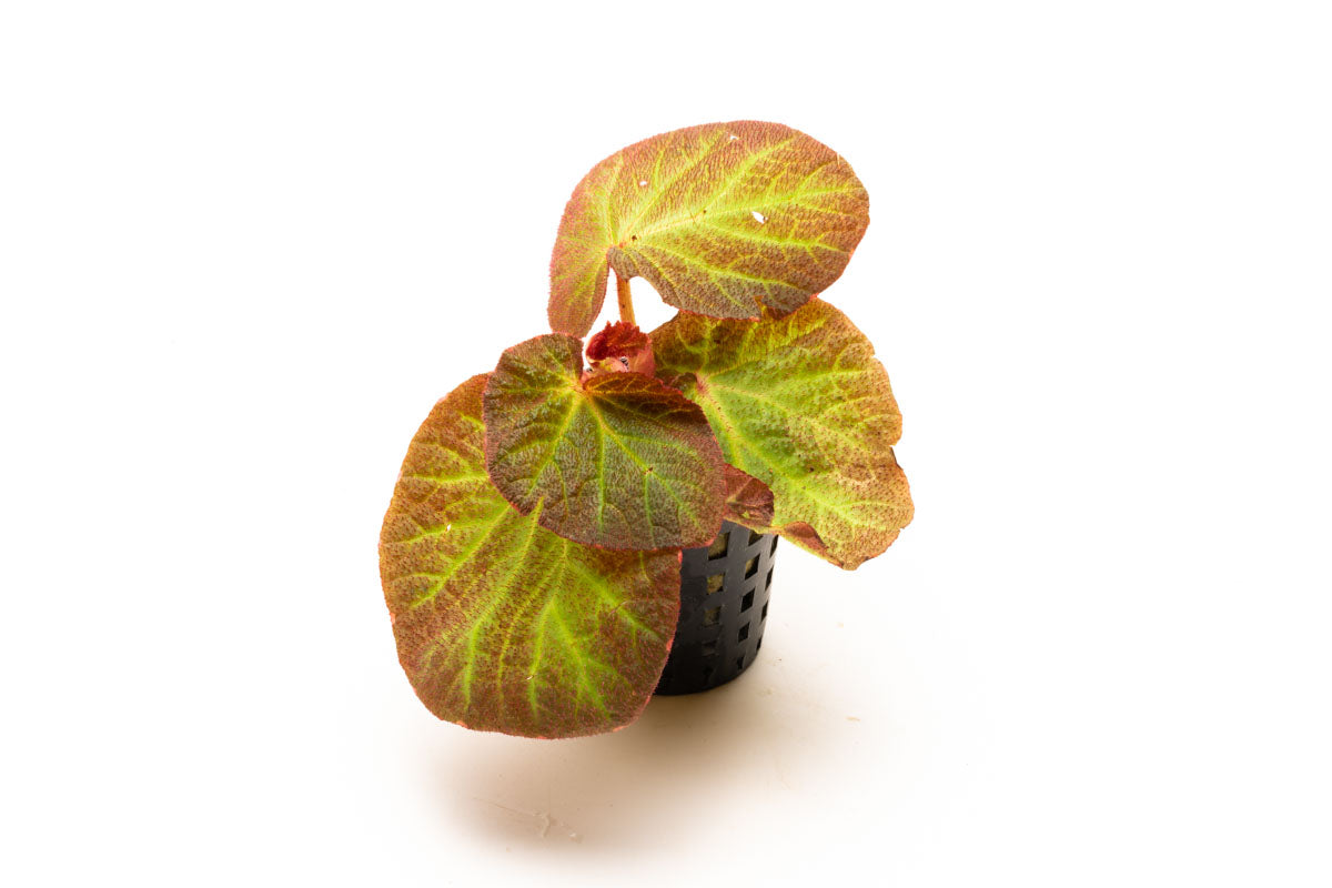 Begonia Soli Mutata - Rare Exotic Begonia Plant for Home & Garden Decor | Perfect for Indoor Houseplants, Office Spaces, and Tropical Landscaping