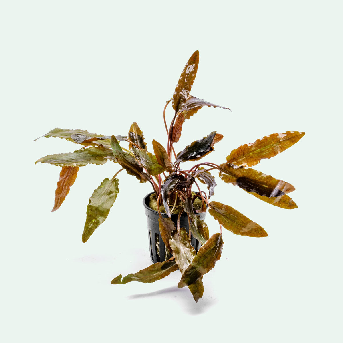 Cryptocoryne Hudoroi Live Aquarium Plant - Easy Care Aquatic Plant for Fish Tanks & Aquascaping | Perfect for Freshwater Aquariums, Shrimp Tanks & Planted Tanks