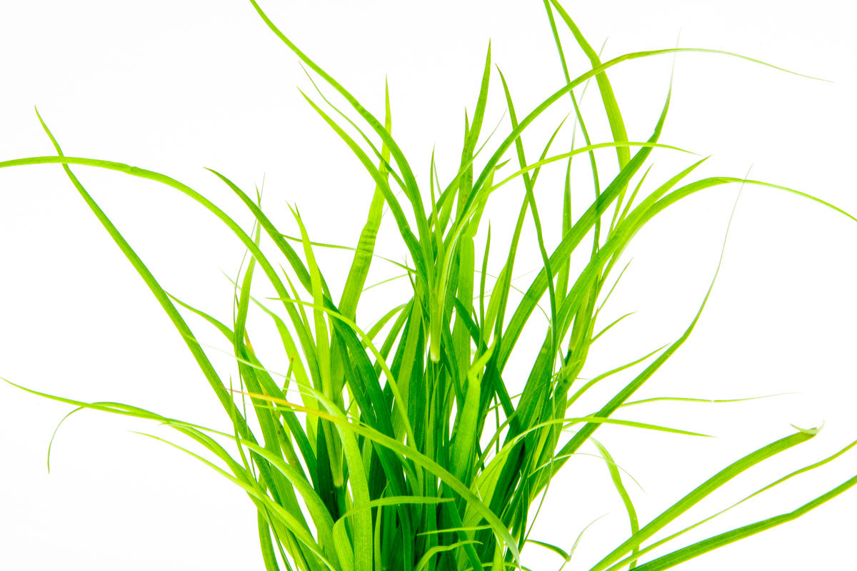 Juncus Repens Aquatic Plant for Freshwater Aquariums - Perfect for Aquascaping, Fish Tanks, and Water Gardens