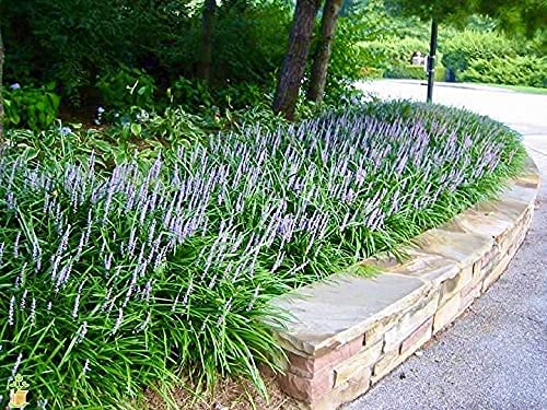 Big Blue Liriope Muscari Plants - 2 Pack Gallon Size | Low Maintenance Drought Tolerant Evergreen Ground Cover | Perfect for Borders, Landscaping & Container Gardens