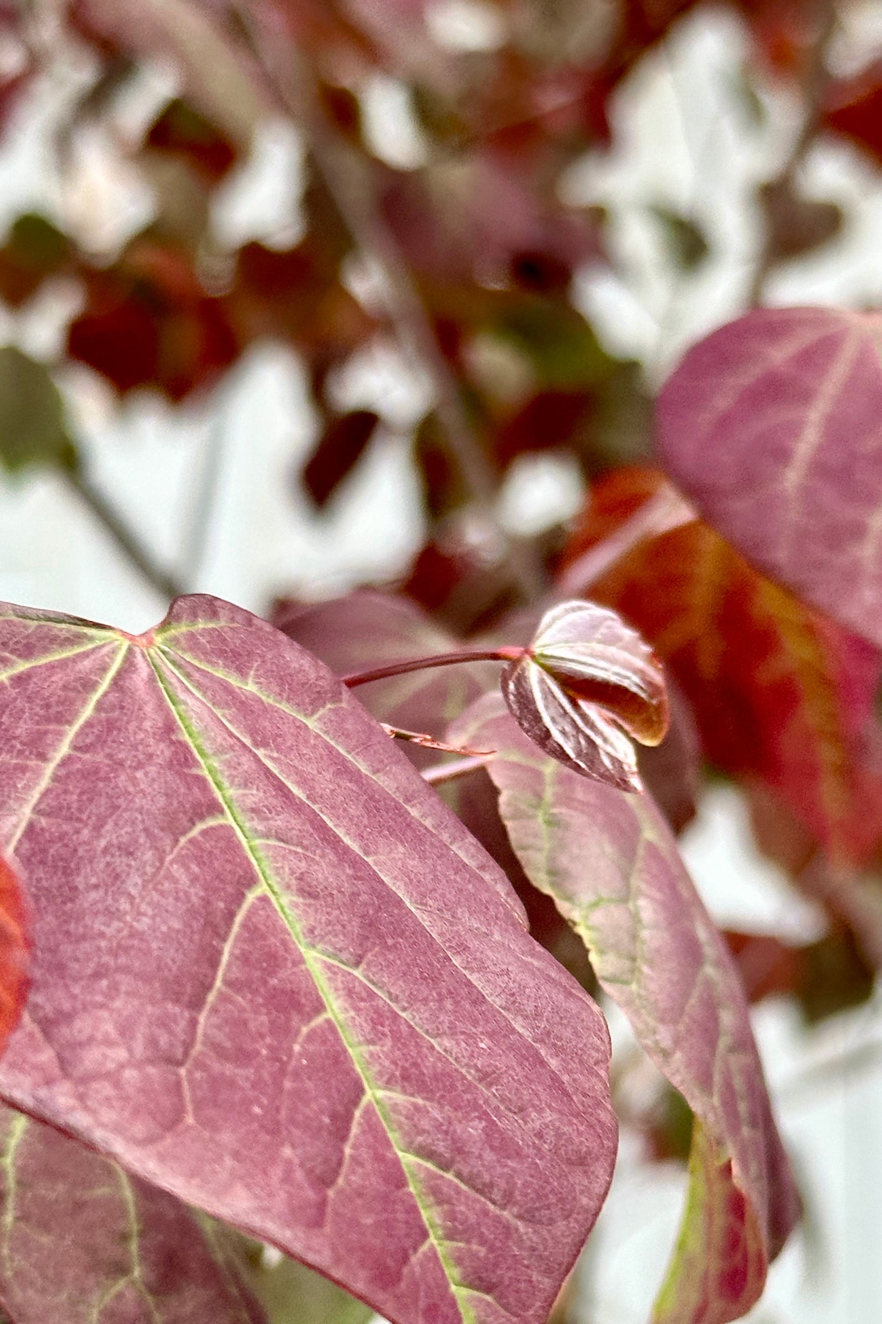 Forest Pansy Redbud Tree (Cercis canadensis) - #7 Container Size - Perfect for Landscaping, Gardens & Outdoor Decor