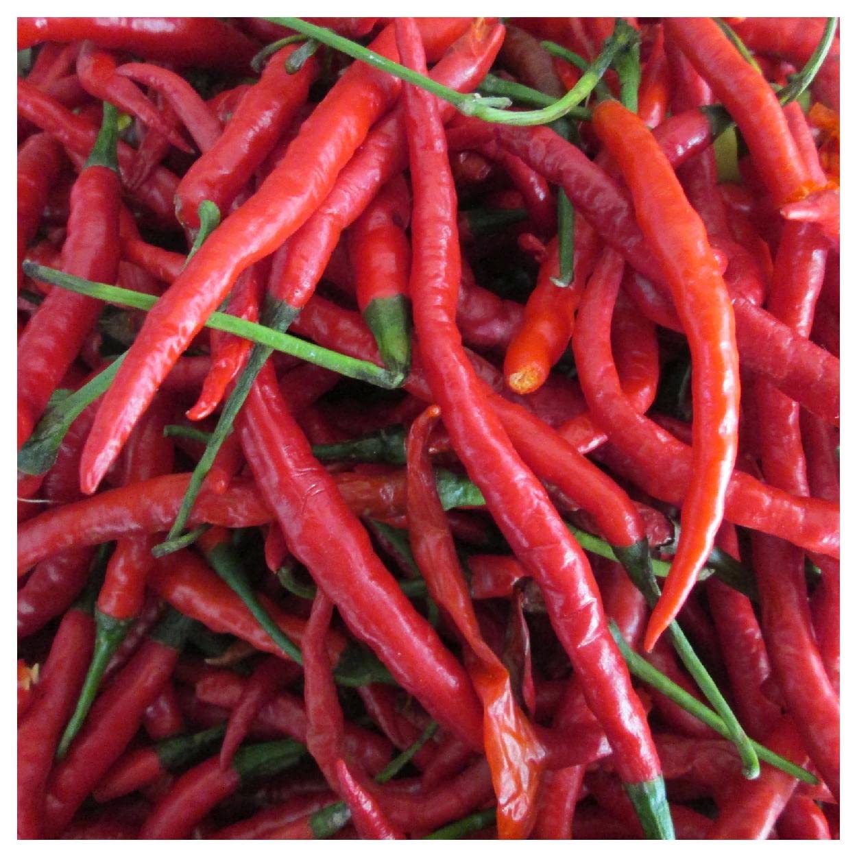 Everwilde Farms - 1/4 Lb Cayenne Long Red Hot Pepper Seeds - Gold Vault Pack - Non-GMO Heirloom Spicy Pepper Seeds for Home Gardening, Cooking & Canning - Perfect for Salsas, Hot Sauces & Seasoning