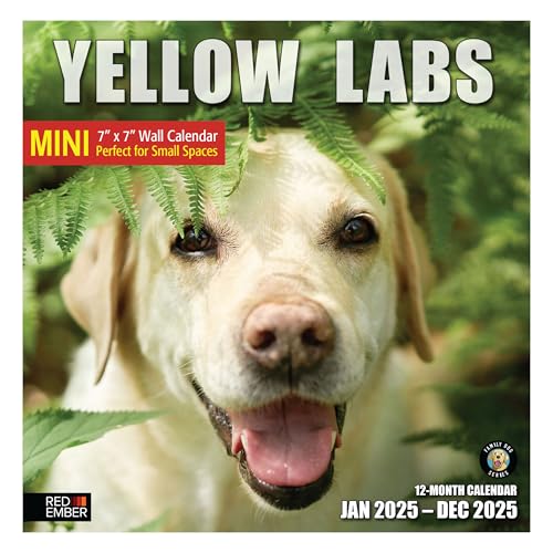 17A - Yellow Labs