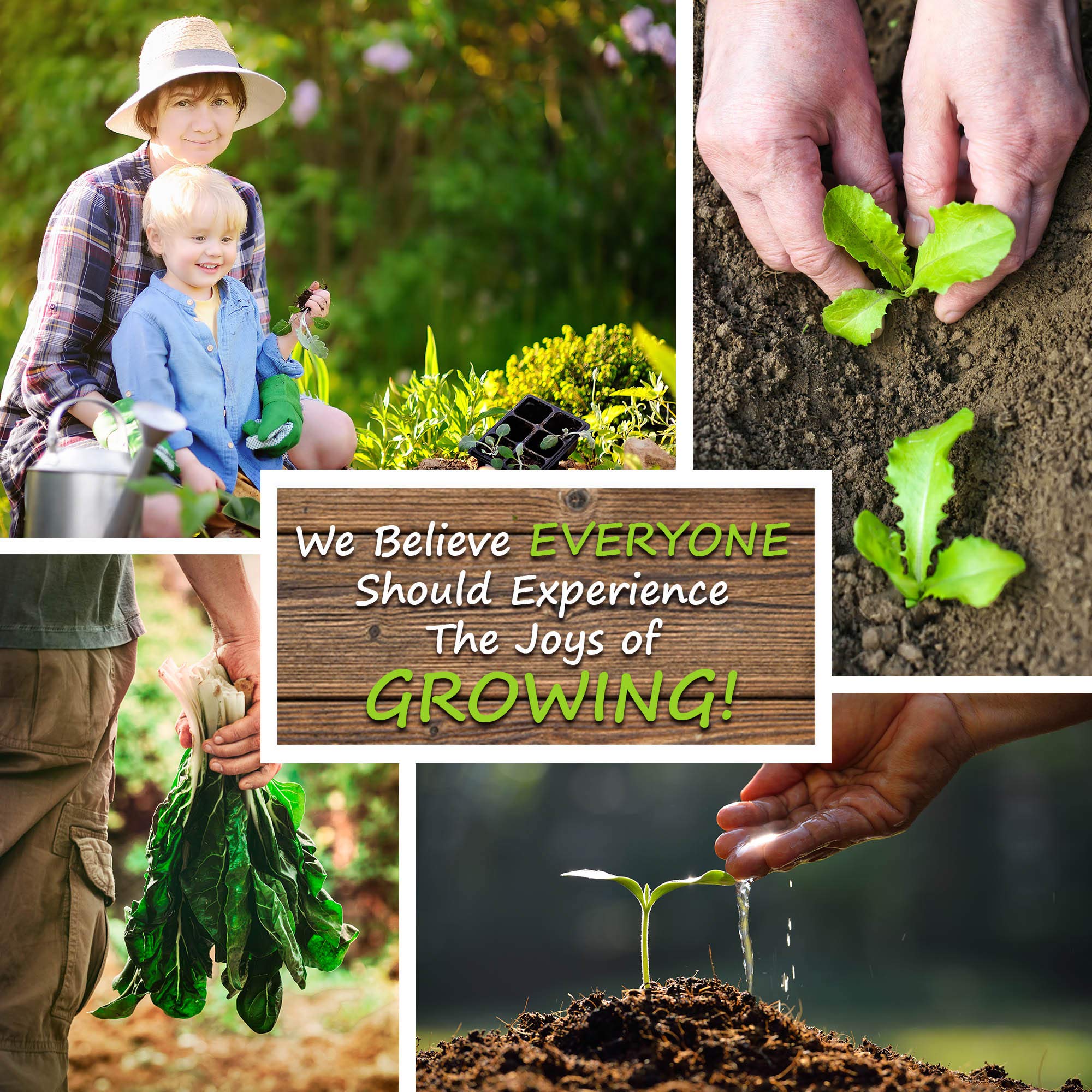 Red Vein Sorrel Seeds - Non-GMO Heirloom (15,000) for Cooking & Microgreens
