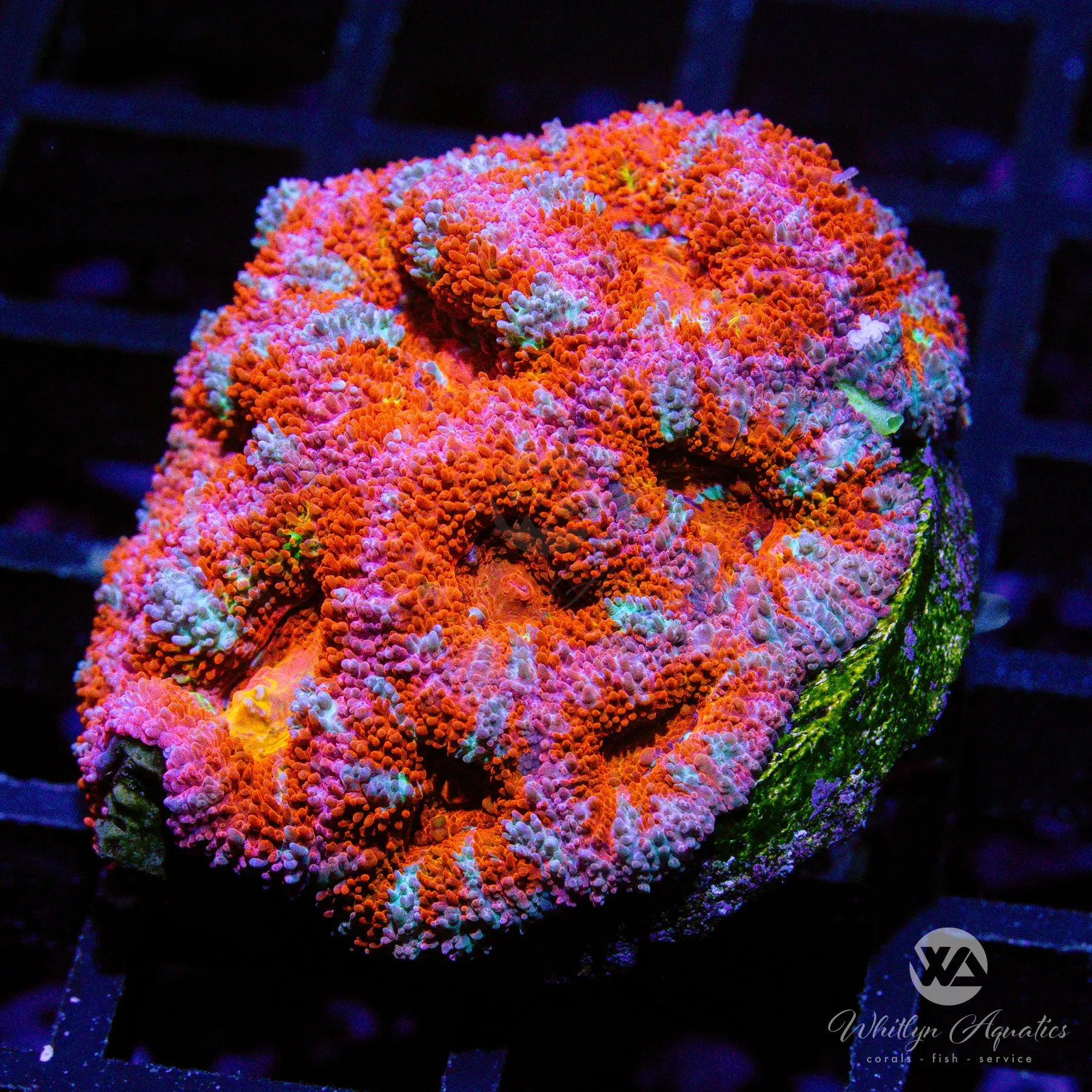 A16 WA Starburst Acan Coral - WYSIWYG Live Coral for Saltwater Aquariums | Perfect for Reef Tanks & Marine Displays